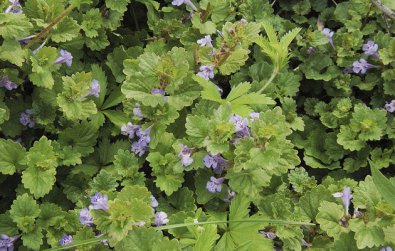 How to Get Rid of Ground Ivy or Creeping Charlie in My Yard?