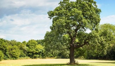 Tree Care Myths