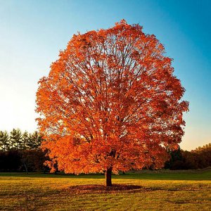 How to Trim & Shape a Red Maple Tree