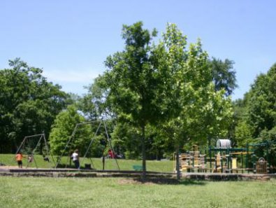 Best Shade Trees to Plant in Atlanta