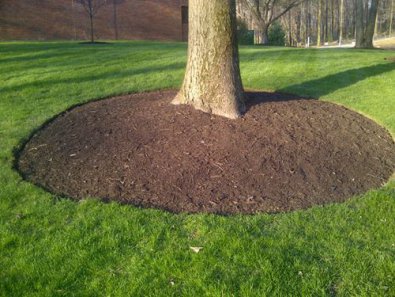 Benefits of Mulch for Trees