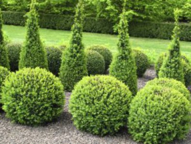 Why You Should Consider Planting a Shrub in Your Yard