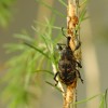 How to Know if You Have a White Pine Weevil Infestation