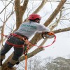 Benefits of Tree Trimming and Pruning