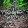 What is a Tree Root Flare and Why Does It Matter?