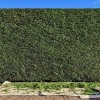 All You Need to Know About Hedge Trimming