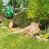 Pros and Cons of Tree Stump Grinding