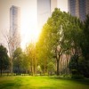 The Importance of Urban Forests