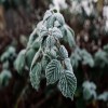 Plant Life That Adds Pop to Your Winter Landscape