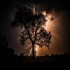 8 Ways to Identify Lightning Strikes on Trees