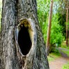 Should You Fill Holes or Cavities in A Tree?