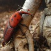 How to Get Rid of Bark Beetles