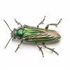 Emerald Ash Borer Treatment Options to Protect Your Ash Trees