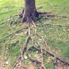 Protecting and Maintaining Trees with Damaged Roots