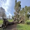 What to Do with Fallen Trees After a Storm