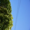 Planting Trees and Shrubs Near Underground Utility Lines
