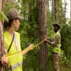 Should You Remove a Tree Yourself? Let’s Talk Safety First
