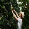 Tree Pruning Secrets: How Experts Keep Your Trees Thriving