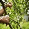 Summer Pruning Tips for Cherry & Apricot Trees