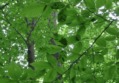 What Your Tree Leaves Are Telling You