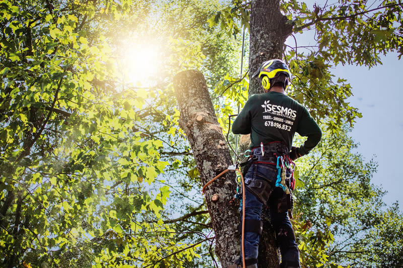 Tree Removal in Johns Creek