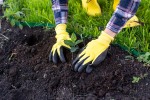 Tree Planting