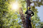 Tree Removal