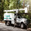 How to Know If Your Trees in Danger of Falling?
