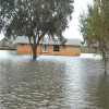 How to Help Your Tree Recover from a flood?