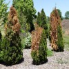 Why Are My Shrubs Dying?