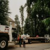Tips on Spotting a Dangerous Tree