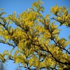 The Best Trees You Can Plant in the Fall