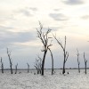 How to Help Flooded Trees & Shrubs