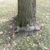 What Causes Girdling Roots?