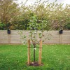 How to Protect Young Trees from Wind Damage