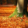 Best Way to Fertilize Your Trees