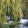 Trees That Can Survive Flooding